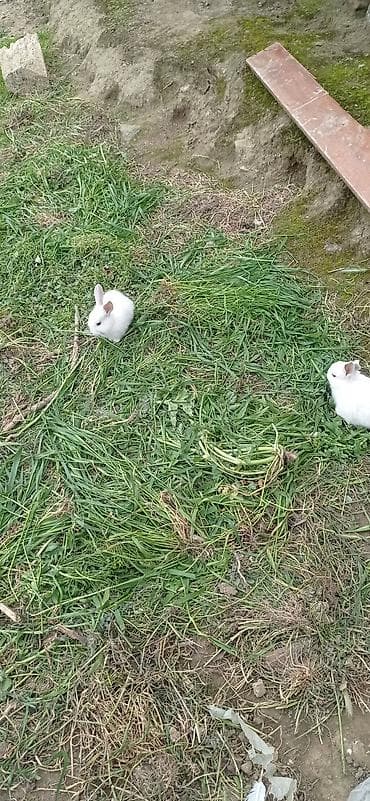 hind quşu baximi: Ev dovşanları – müxtəlif rənglərdə və ölçülərdə - Ağ, qara-ağ və — 4