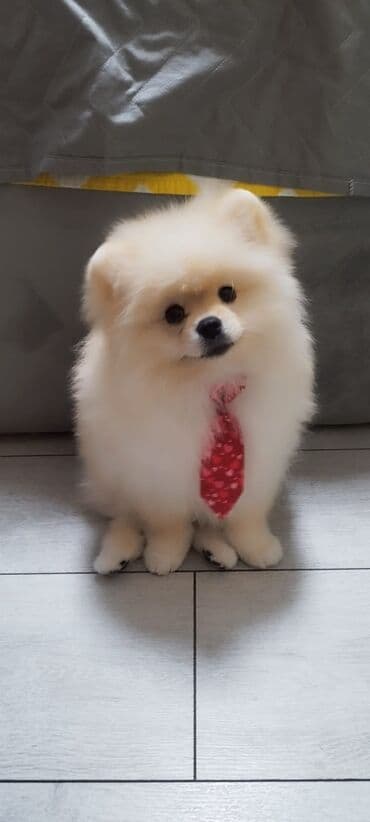 объявления отдам в хорошие руки щенка: Шпиц, 3 месяца, Самец, С прививками, Бесплатная доставка — 1