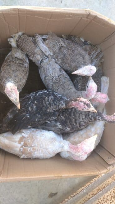 pişik su qabı: Hinduskalar satılır 30 manata — 1