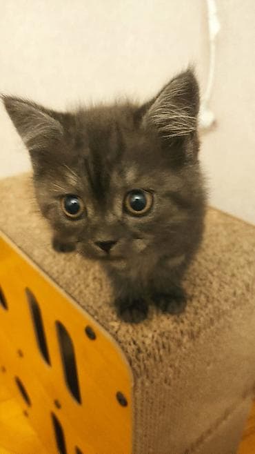 Britan lalafo.az -da Britan