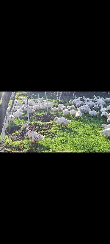 ağ pişik: Məhsul: Ağ ördəklər (sürü halında) Təsvir: - Açıq məkanda otlaqda — 8