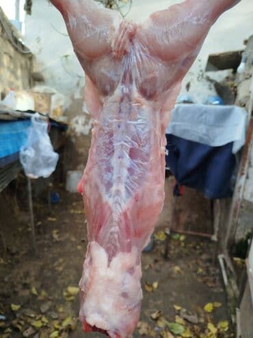 Salam temiz kaliforniya sortu🐇 dovsha eti isdeyen