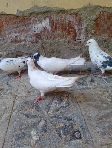 deve quşu: Satılır 5 anan 2 bala Kom 35 manata 3. 4 saat ucurlar unvan xirdalan — 3