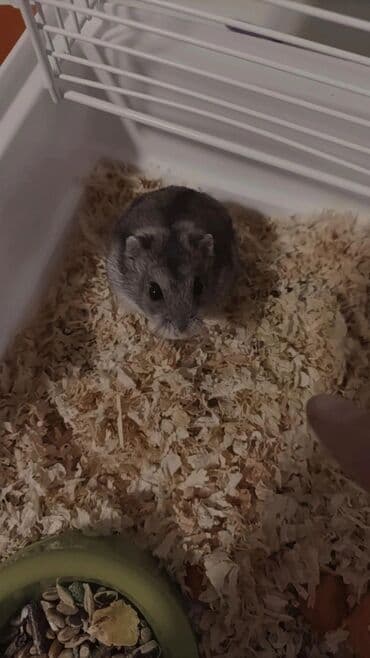 UAZ: Cırtdan hamster (Campbell/Djungarian tipli) YEMƏYİ, TAXTASI, KARUSELİ — 4