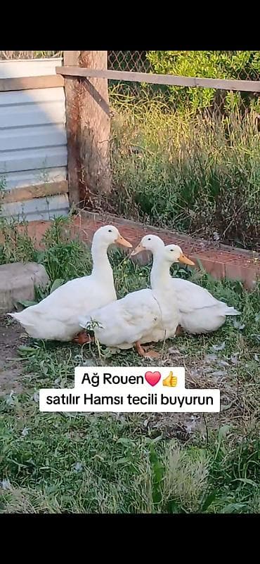 haski satisi: AĞ reng Ruanlar satilir bulardan cox az adamda var Yasil bas ruandan — 3
