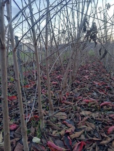 Растения: Məhsul: Meyvə ağacı tingləri (fidanlar) Təsvir: - Peşəkar — 2