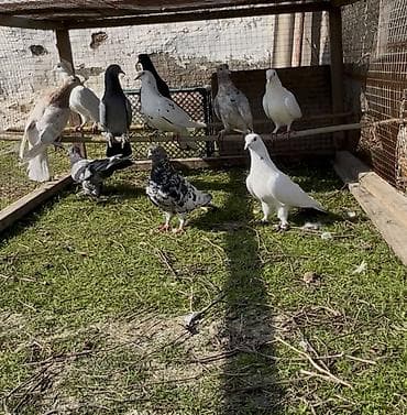 qumru quşu rusca: Göyerçinler satılır — 7