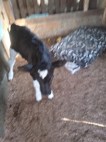 Digər heyvanlar: Qara-ağ rəngli buzov - Cins tipi: ehtimalən Holşteyn (xarakterik — 2