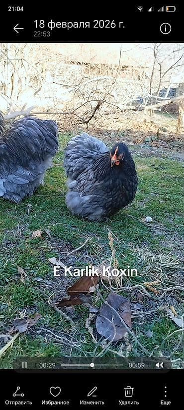 heyvanlara verilən xüsusi adlar: Toyuq, Damazlıq — 5