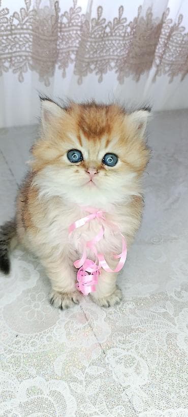 шотландская серебристая шиншилла купить: Британская — 4