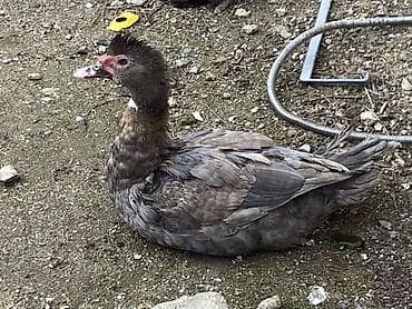 Gəmiricilər: Muscovy (barbariska) ördəkləri – boz-qəhvəyi rəng çalarında, qırmızı — 6