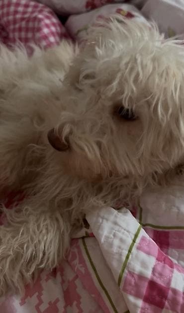 heyvanla: Pudel, 4 ay — 5