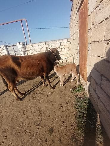 Ördəklər: Dişi, il: 5, 250 kq, Damazlıq, Südlük — 3