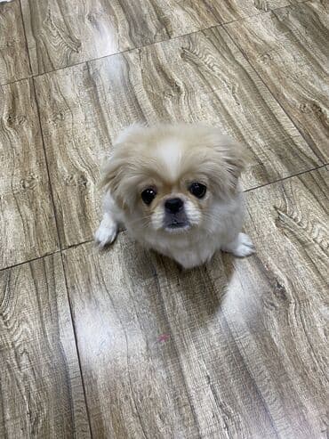 пекинес цена в баку: Pekines, 3 ay, Dişi, Peyvəndli, Ünvandan götürmə — 2