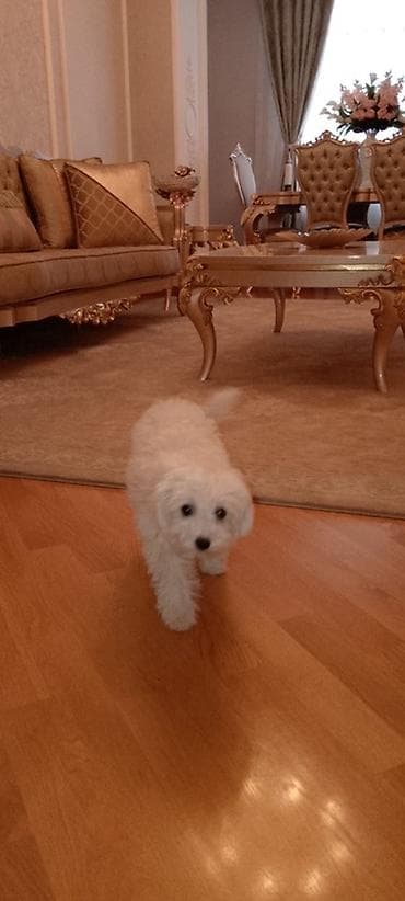 Maltipoo balası – ağ tüklü, xırda ölçülü, ev şəraitinə tam uyğun