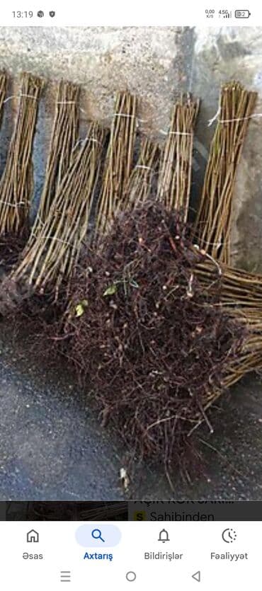 pive bockasi satilir: Fındıq tingləri – Xacmaz dədə baba fındığı - Növ: klassik şirin — 3