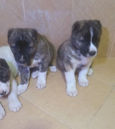 немецкий дог: Алабай — 6