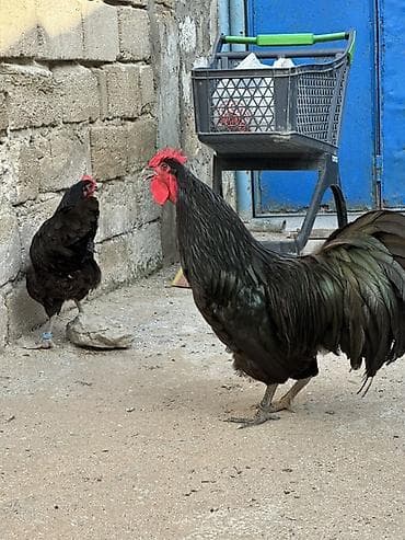 iller: Toyuq, Damazlıq — 9