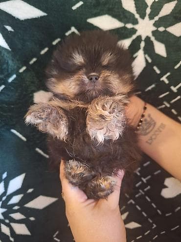 it parodaları: Şpitz — 10