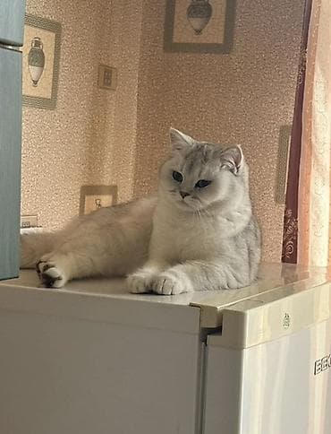 anqora pişik: Şinşilla — 4