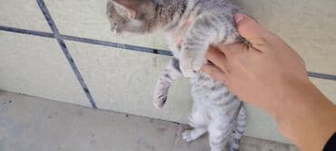 dovşan şekilleri: Tabbi, Yaxşı əllərə — 4