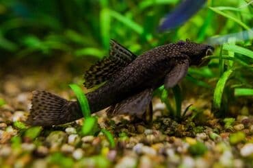 продажа аквариумных рыбок: Ansistrus, Sülhsevər, Ünvandan götürmə, Pulsuz çatdırılma, Ödənişli çatdırılma — 2