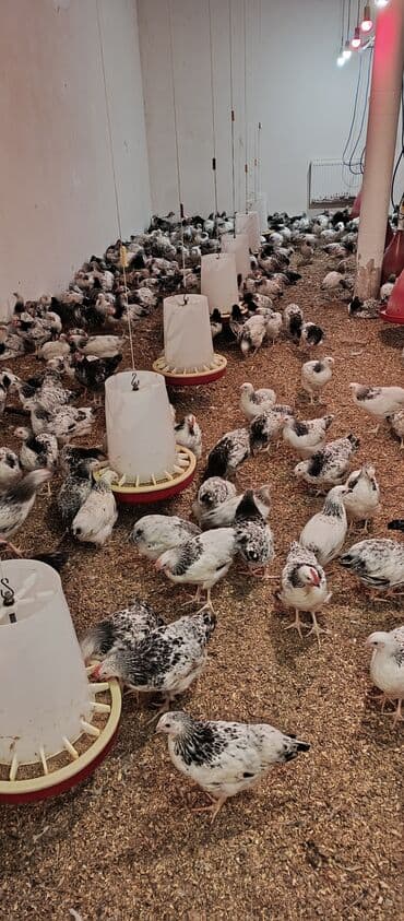 arpa toxumu satışı: Toyuq, Broyler, Ətlik — 7