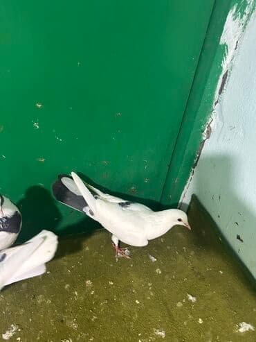 goyercin uzuyu: Məhsul: Qab-qara naxışlı ağ göyərçinlər dəsti Təsvir: - Şəkillərdə 5 — 3