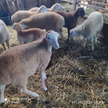 quzu qarni qiymeti: Əmlik quzular diri çəki 10 manat. Böyük quzular 9 manatdan — 8