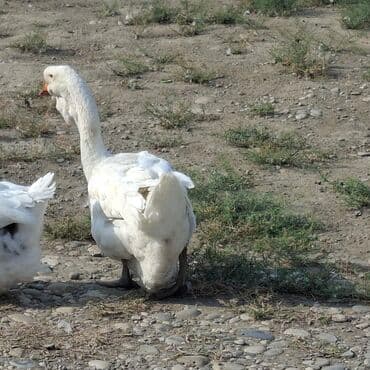 домик для большой собаки: Qaz sürüsü satılır. 1ədad 150 azn Xüsusiyyətlər: - Rənglər: ağ və boz — 6