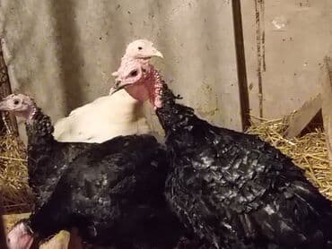 cin bildircin: Hinduşka sürüsü – qara və ağ rəngli fərdlər hinduşkalar satilir — 3