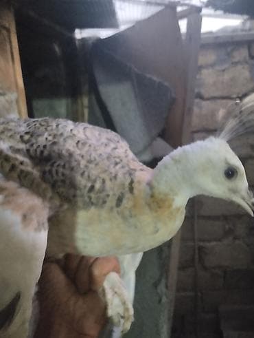 goyercin berde type 0: Nadir rəngli tovuzquşu cücəsi - Növ: Tovuzquşu (Pavo cristatus) — 2