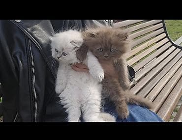 pişik aliram: Şotland uzun tüklü, Erkək, Yaxşı əllərə, Pulsuz çatdırılma — 7