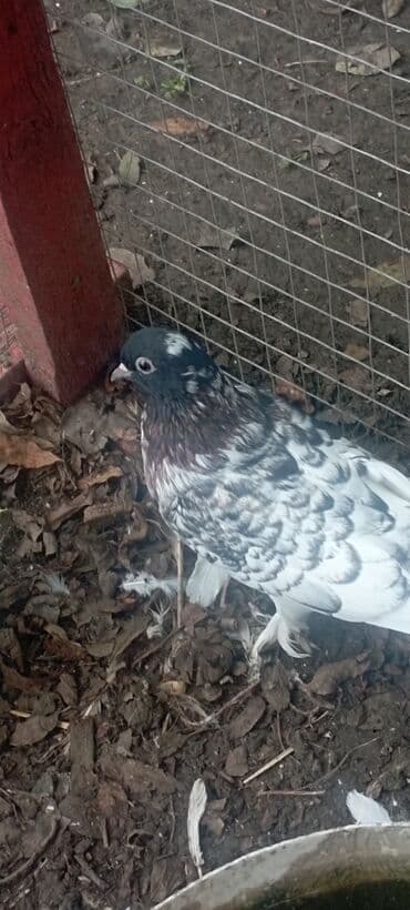 пудель карликовый цена: Qarabaş quşlar satılır hər 2si dişisi qiymət 2sinə aiddir tək tək 15 — 4