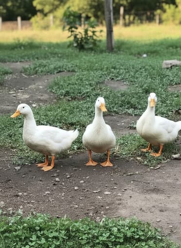 arı ailəsi satışı elanları 2025: Kuban ordəkleri 7 ayliq yumurtlayirlar. Topdan satis qiyməti 12 azn — 3