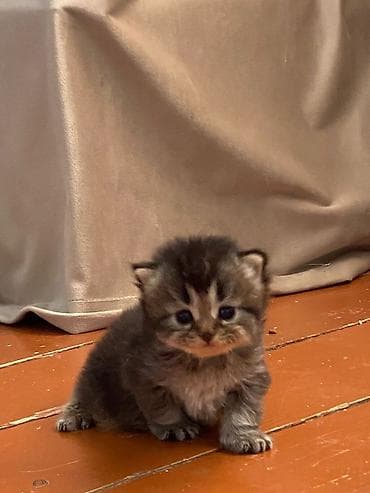 британская шиншилла: Шиншилла — 6