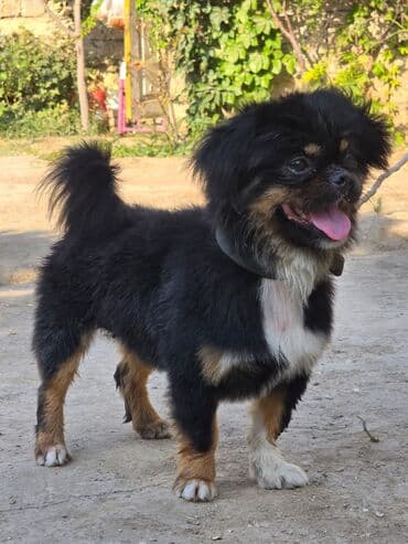 it növü: Pekines, 2 il, Erkek, Ünvandan götürmə — 2