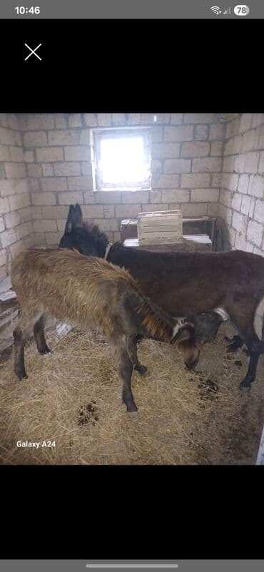 inəyin öd daşı: Essek sutu satlr goy oskurey ve bir cox xesteliklern dermani — 1