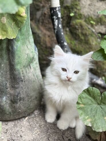 сколько стоит котенок: Şotland pişik və balaları Ana və 2 balası Balalarin hər biri 50 azn — 3