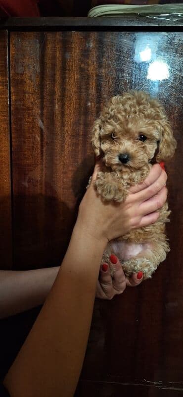 spits it: Pudel — 5