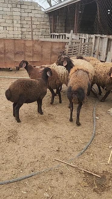 Heyvanlar üçün mallar: Qoyun sürüsü – yerli ətlik/qarışıq istiqamət Məhsul təsviri: - — 5