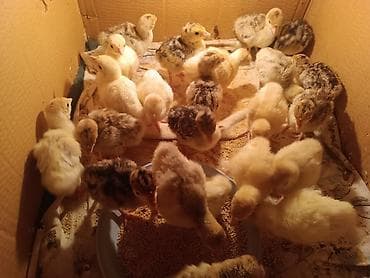 cücə adları: Hinduşka cücələri, Damazlıq — 2