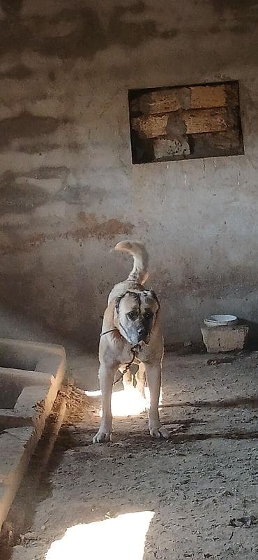 Balıqlar: Kanqal, 4 il, Erkek — 6