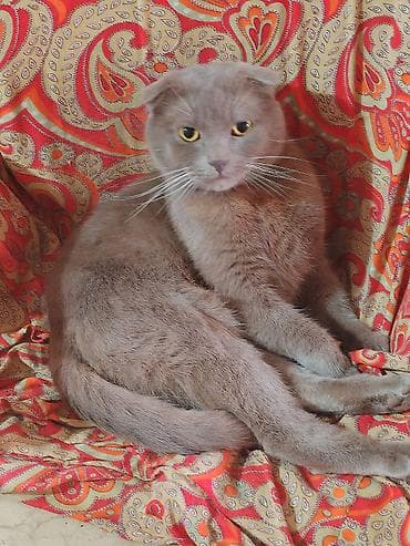 inəklərin satışı: Şotland, Erkək — 1