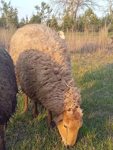 dana xacmaz: Qoyunlar – ət, süd və yun üçün - Cins: yerli quyruqlu (yağlı quyruq) — 1