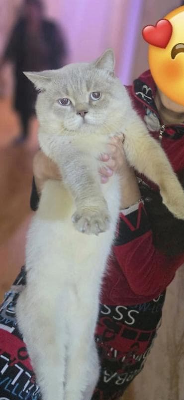 İtlər: Britan, Erkək, Cütləşmə üçün, Ödənişli çatdırılma — 1