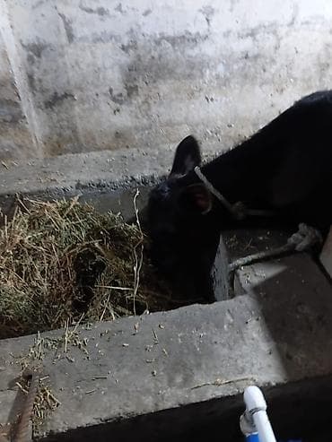 şvis inək: Südlük inək – 4 baş - Cins: qarışıq südlük (qara-ağ və ağ-qəhvəyi — 7