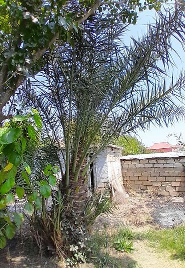 Xurma xurması qiymet razilasma yolu ile. (Phoenix dactylifera) – at lalafo.az Xurma xurması qiymet razilasma yolu ile. (Phoenix dactylifera) –
