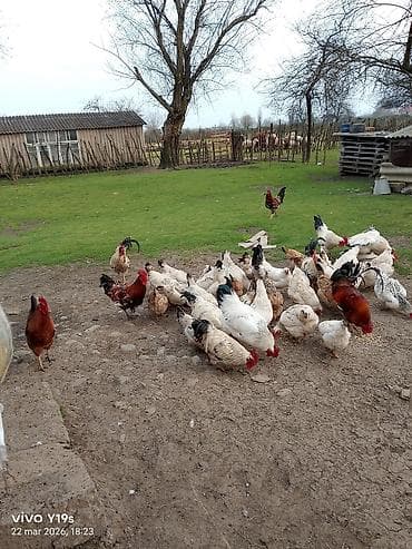 Toyuq, Damazlıq, Ünvandan götürmə, Ödənişli çatdırılma lalafo.az -da Toyuq, Damazlıq, Ünvandan götürmə, Ödənişli çatdırılma