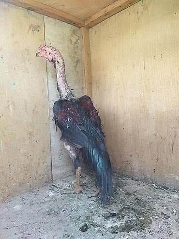goyercin type 1: Döl kimi satılır qiymet söndü — 2